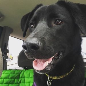 Meet your Posher, Rachel